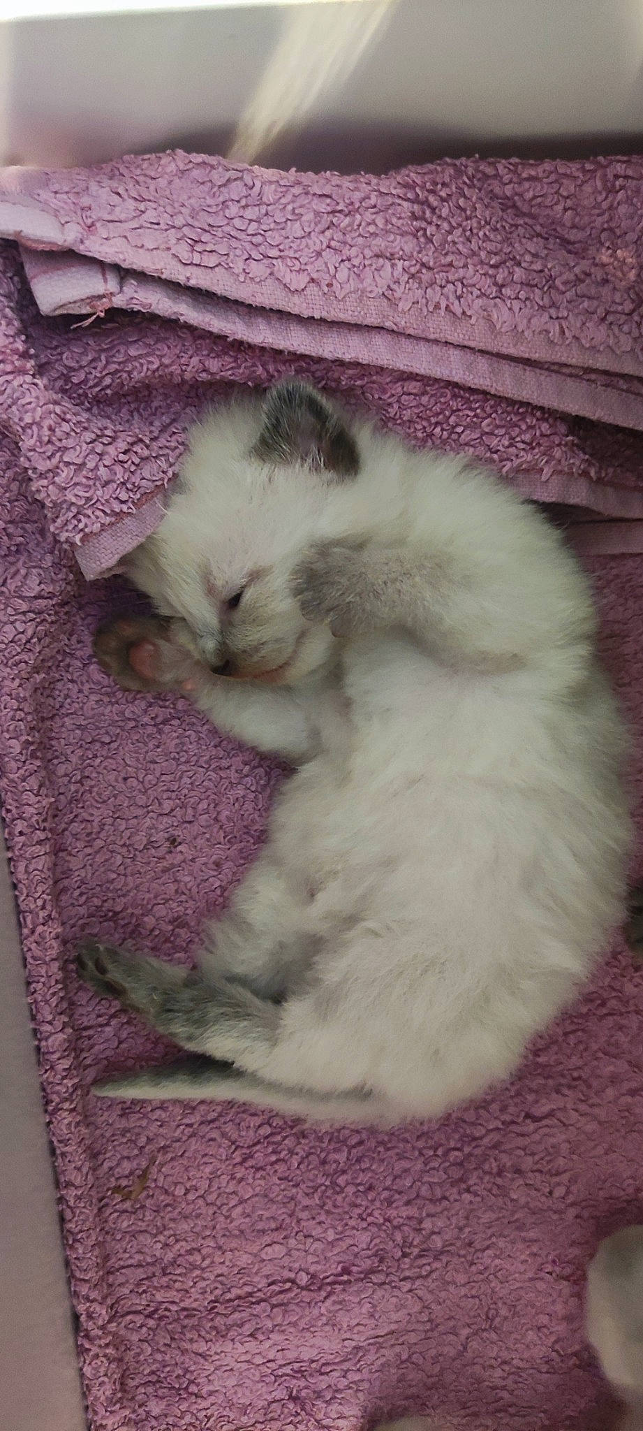 Bébé participe au concours pour gagner de l'argent avec cette photo : birman, british_longhair, canidae, carnivore, cat, claw, comfort, companion_dog, fawn, felidae, fur, paw, ragdoll, small_to_medium_sized_cats, snout, tail, terrestrial_animal, whiskers, woven_fabric