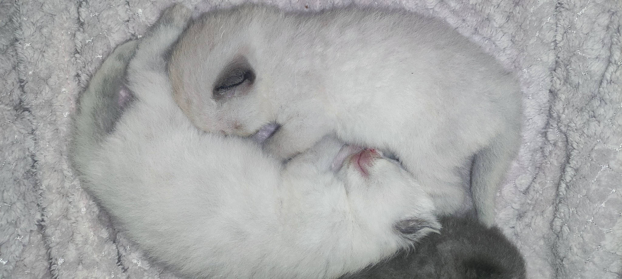 Bébé participe au concours pour gagner de l'argent avec cette photo : canidae, carnivore, claw, comfort, companion_dog, dog_breed, domestic_rabbit, fawn, felidae, fur, nap, paw, rabbits_and_hares, small_to_medium_sized_cats, snout, sporting_group, terrestrial_animal, whiskers