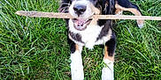 Aro participe au concours pour gagner de l'argent avec cette photo : dog, stick, grass, playful, happy, outdoor, animal, pet, black_and_tan, canine, nature, fur, tongue, lying_down, tail, chewing, young_dog, close_up, daylight, grass_field
