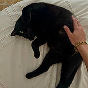 Nova participe au concours pour gagner de l'argent avec cette photo : animal, black_cat, blanket, bracelet, cat, comfort, cozy, domestic_cat, fur, green_eyes, hand, human_hand, indoor, pet, relaxing, resting, rug, tiled_floor, touch, white_blanket