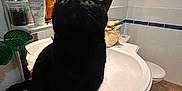 Nova participe au concours pour gagner de l'argent avec cette photo : animal, bathroom, black_cat, cat, countertop, curious, domestic, feline, fur, houseplant, indoor, mirror, pet, reflection, sink, tile_floor, toiletries, towel_rack, whiskers, wide_eyes
