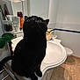 animal, bathroom, black_cat, cat, countertop, curious, domestic, feline, fur, houseplant, indoor, mirror, pet, reflection, sink, tile_floor, toiletries, towel_rack, whiskers, wide_eyes