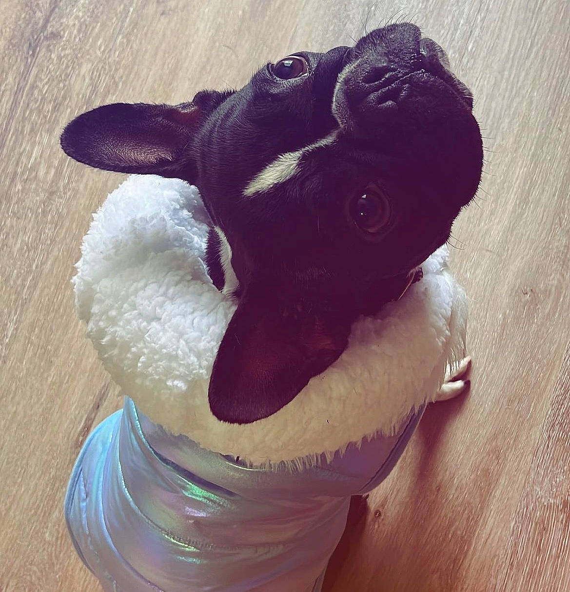 Orea joined the competition — help win amazing prizes! animal_figure, art, canidae, costume_accessory, dog_breed, drinkware, fawn, fictional_character, fur, head, livestock, plush, snout, stuffed_toy, terrestrial_animal, toy, whiskers, working_animal