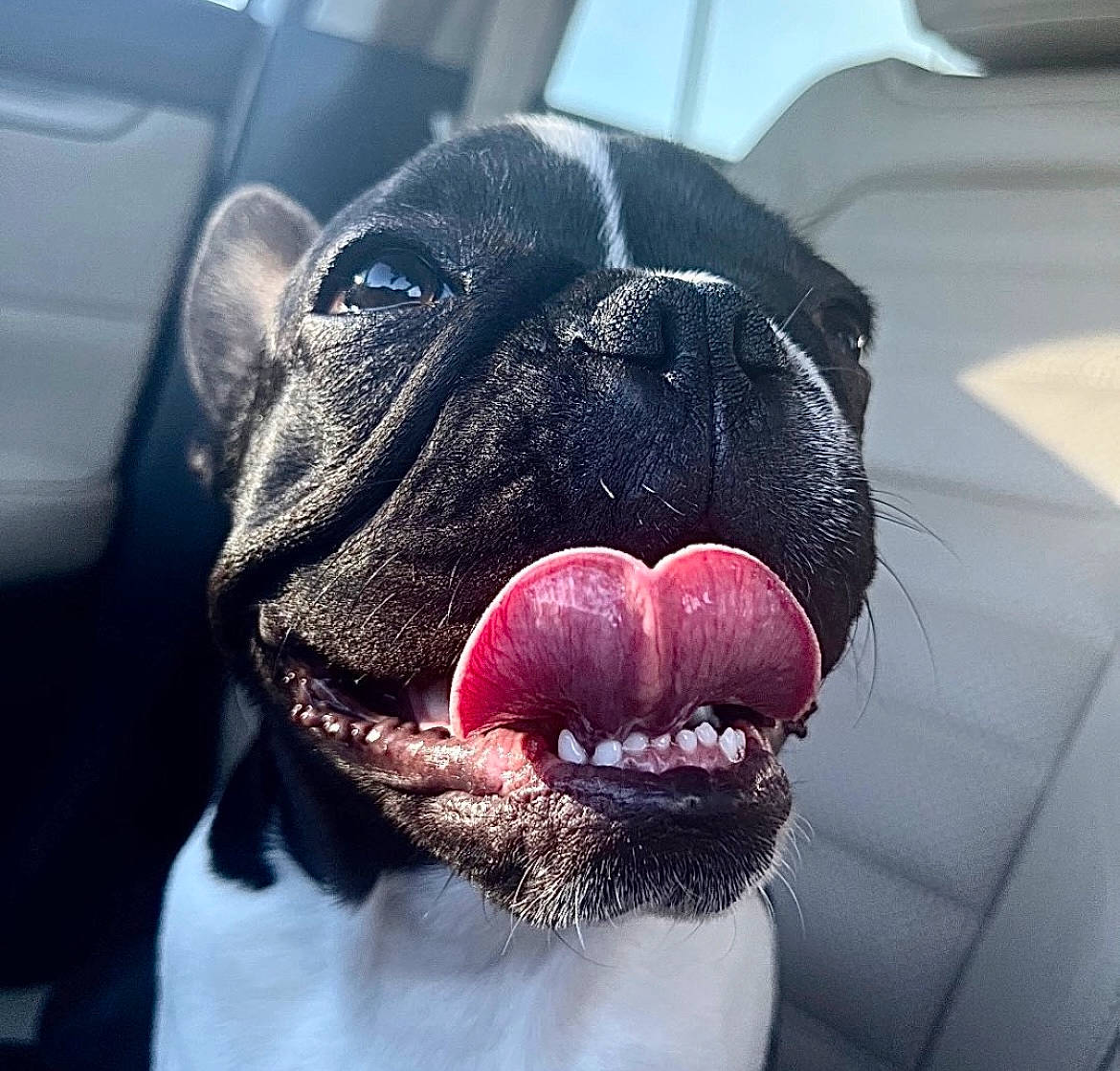 Orea joined the competition — help win amazing prizes! carnivore, companion_dog, dog, dog_breed, ear, electric_blue, eye, fawn, fur, head, human_body, jaw, pug, snout, sporting_group, tongue, toy_dog, whiskers, working_animal, wrinkle