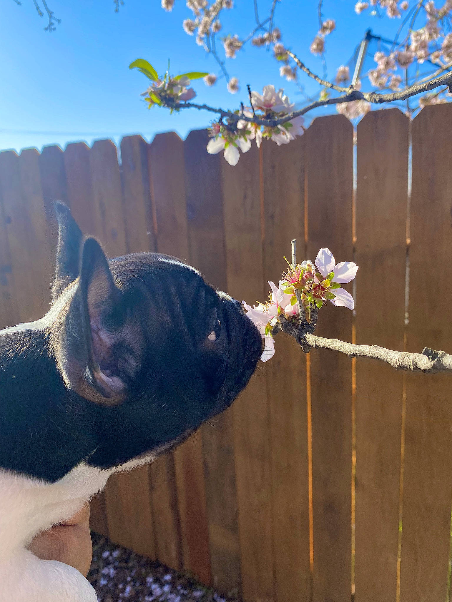 Orea is registered to the contest to win money with this photo: carnivore, dog, dog_breed, fawn, felidae, fence, flower, grass, home_fencing, plant, sky, small_to_medium_sized_cats, tail, twig, water, whiskers, window, wire_fencing, wood, working_animal
