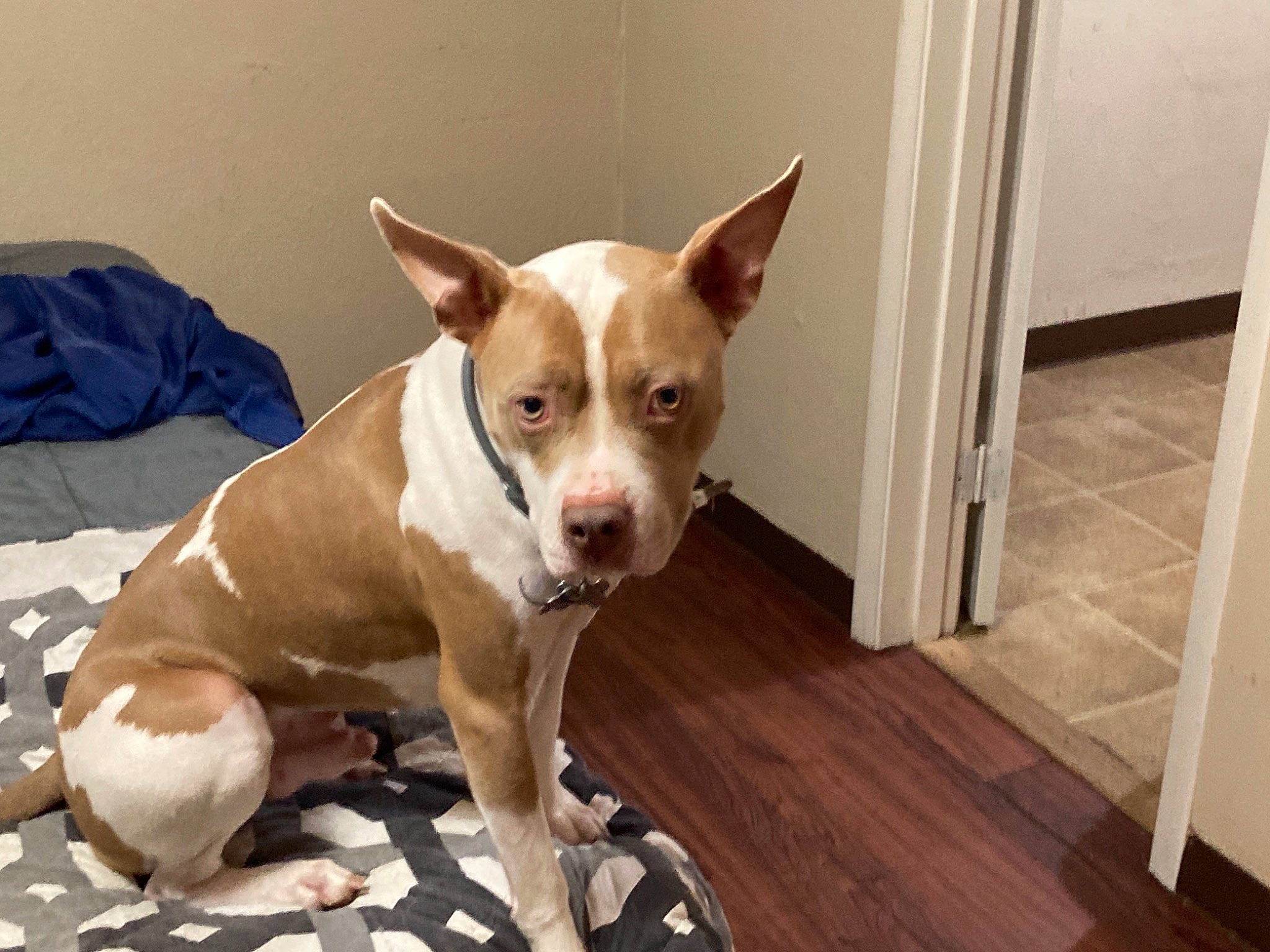 Jeremy is registered to the contest to win money with this photo: canidae, carnivore, collar, companion_dog, dog, dog_breed, dog_supply, eye, fawn, flooring, hardwood, plank, snout, sporting_group, toy_dog, varnish, whiskers, wood, wood_stain, working_animal