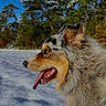 Maya participe au concours pour gagner de l'argent avec cette photo : dog, australian_shepherd, snow, outdoor, nature, trees, blue_sky, fur, panting, tongue, profile, happy, canine, animal, winter, sunlight, forest, pet, closeup, daytime