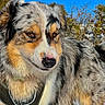 Maya participe au concours pour gagner de l'argent avec cette photo : dog, australian_shepherd, outdoor, blue_sky, trees, fur, harness, animal, pet, nature, portrait, close_up, winter, snow, canine, mammal, playful, fluffy, alert, daylight