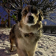 Maya participe au concours pour gagner de l'argent avec cette photo : dog, snow, night, tree, fur, pet, outdoor, animal, collar, winter, snowy_ground, fence, curious, closeup, canine, mammal, nature, cold, portrait, dark_sky