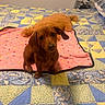 dog, dachshund, puppy, cat, orange_cat, blanket, pink_blanket, quilt, patchwork_quilt, bed, indoor, pet, animal, cute, fur, looking_up, resting, cozy, colorful, domestic