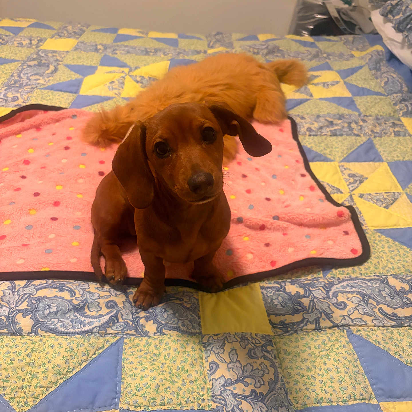 Koalabear joined the competition — help win amazing prizes! dog, dachshund, puppy, cat, orange_cat, blanket, pink_blanket, quilt, patchwork_quilt, bed, indoor, pet, animal, cute, fur, looking_up, resting, cozy, colorful, domestic