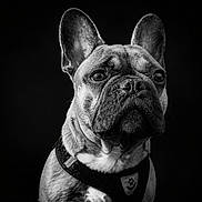Chicago participe au concours pour gagner de l'argent avec cette photo : alert, animal, black_and_white, canine, close_up, collar, cute, dog, domestic_animal, ears, expression, face, french_bulldog, fur, looking_away, muzzle, pet, portrait, studio, whiskers