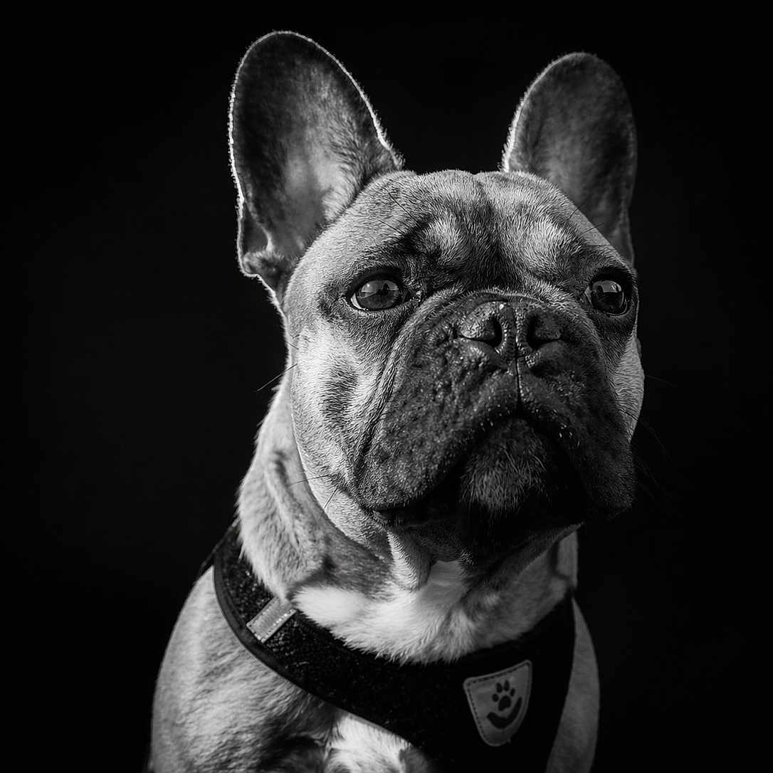 Chicago participe au concours pour gagner de l'argent avec cette photo : alert, animal, black_and_white, canine, close_up, collar, cute, dog, domestic_animal, ears, expression, face, french_bulldog, fur, looking_away, muzzle, pet, portrait, studio, whiskers