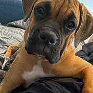 Stella is registered to the contest to win money with this photo: animal, bed, blanket, brown_dog, canine, close_up, cozy, curious, dog, domestic_animal, ears, face, fur, indoor, looking, lying_down, pet, portrait, resting, white_patch