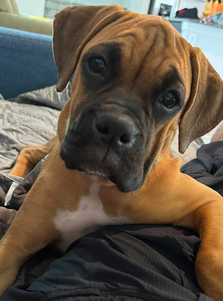 Stella