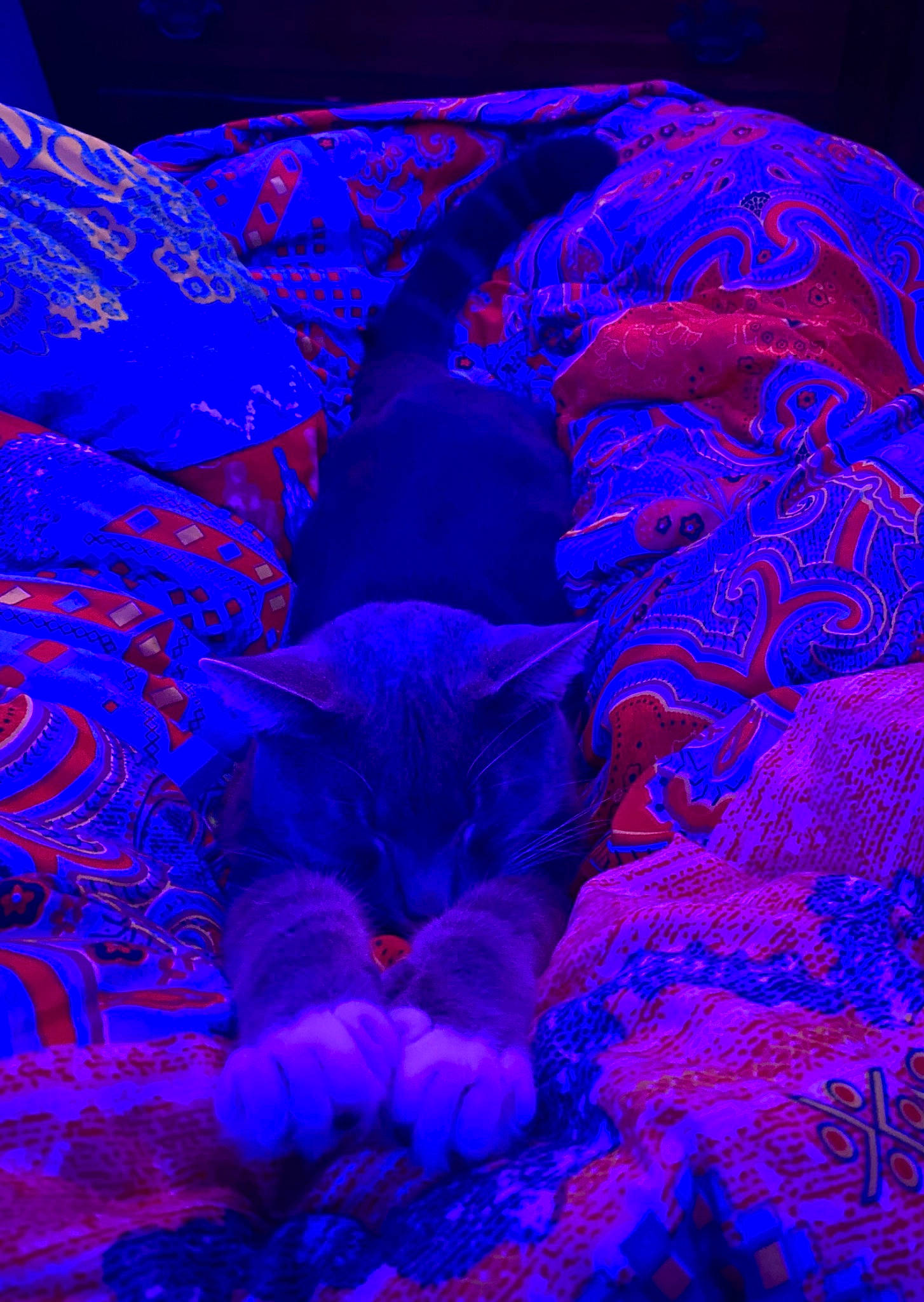 Gregory Bartholomew is registered to the contest to win money with this photo: art, cnidaria, darkness, electric_blue, entertainment, event, felidae, graphics, magenta, marine_biology, organism, pattern, petal, plant, purple, reef, rock, violet, water, wildlife