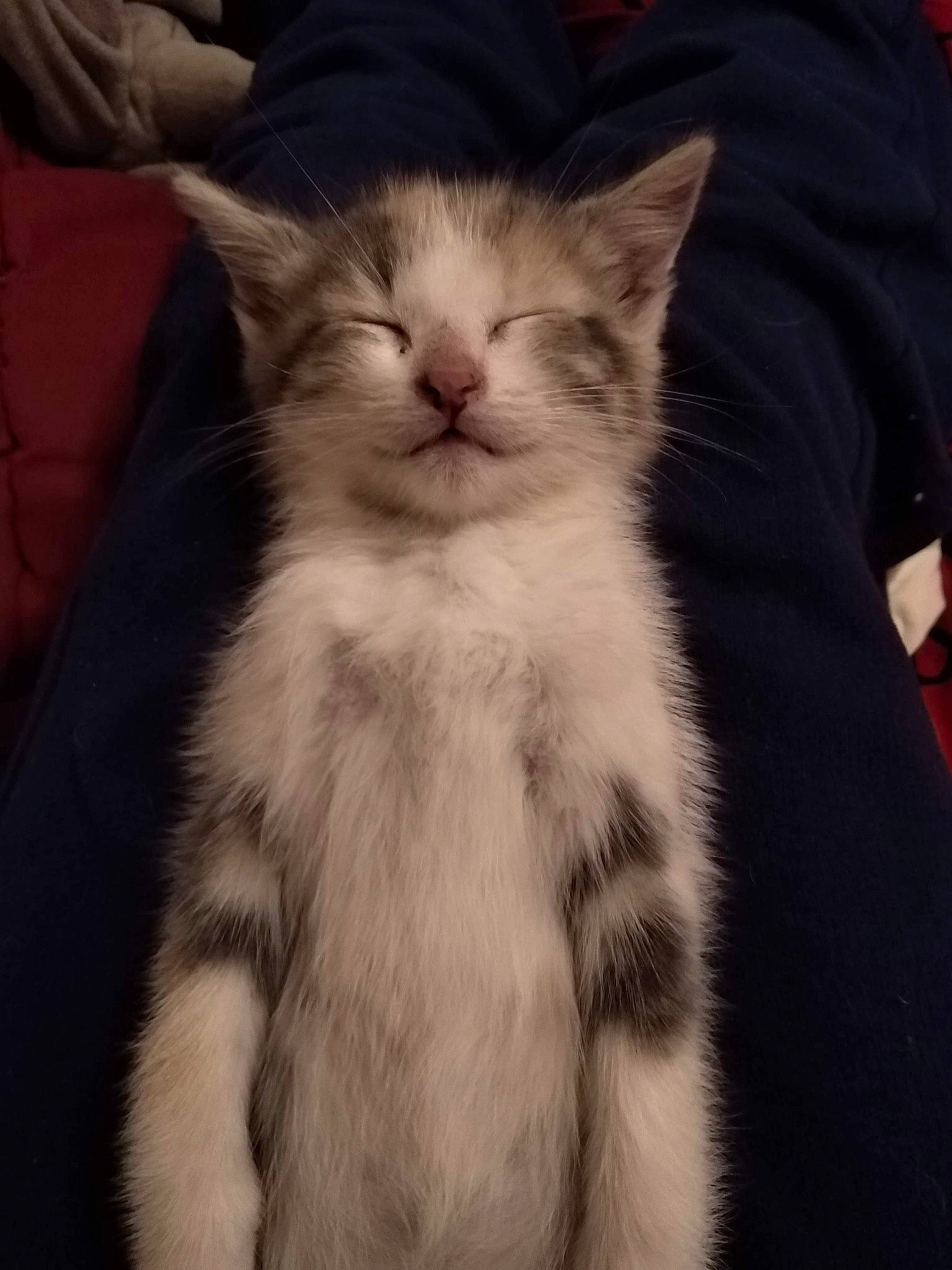 Rubi participe au concours pour gagner de l'argent avec cette photo : american_shorthair, american_wirehair, asian, carnivore, cat, domestic_long_haired_cat, felidae, fur, kitten, mammal, norwegian_forest_cat, small_to_medium_sized_cats, vertebrate, whiskers