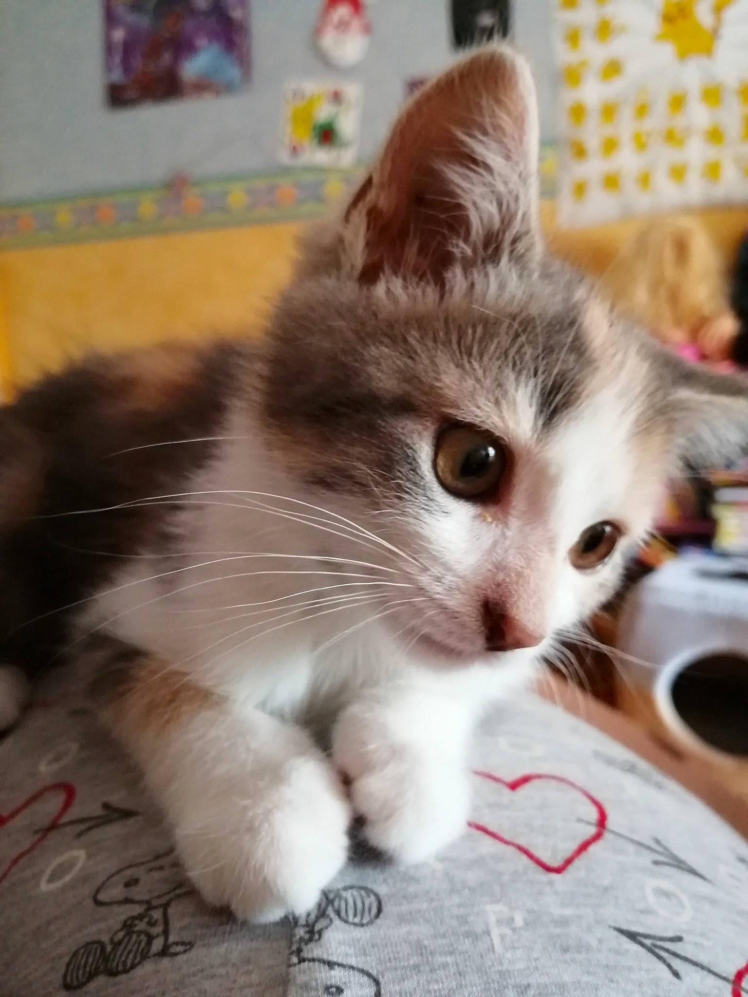 Rubi a rejoint le concours — aidez-le/la à gagner de superbes lots ! american_curl, asian, carnivore, cat, domestic_long_haired_cat, domestic_short_haired_cat, fawn, felidae, kitten, mammal, munchkin, norwegian_forest_cat, paw, photo_caption, polydactyl_cat, ragamuffin, siberian, small_to_medium_sized_cats, turkish_angora, whiskers