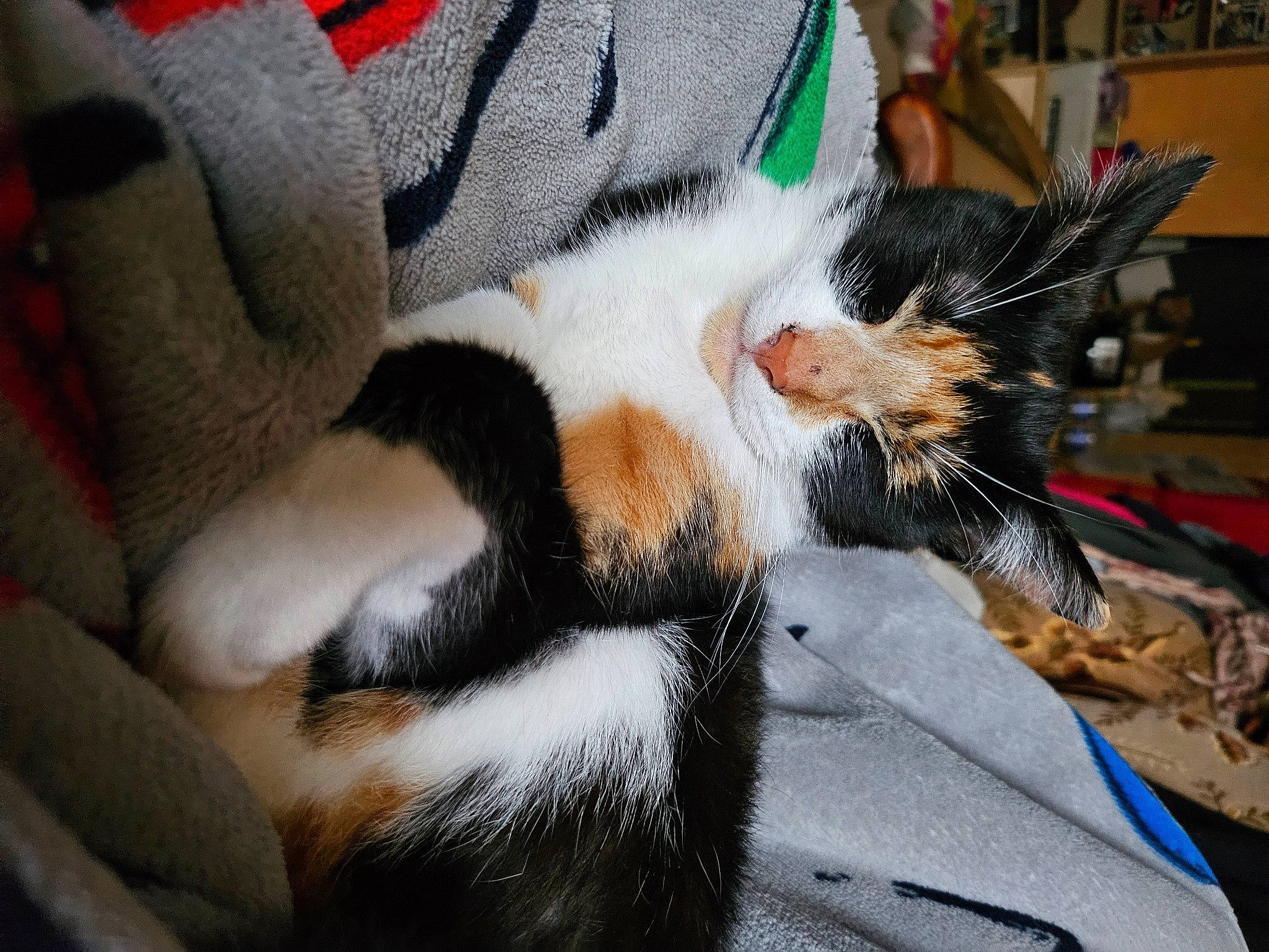 Diamant participe au concours pour gagner de l'argent avec cette photo : carmine, carnivore, cat, claw, comfort, domestic_short_haired_cat, felidae, foot, fur, human_leg, lap, linens, nap, paw, sleep, small_to_medium_sized_cats, snout, tail, whiskers