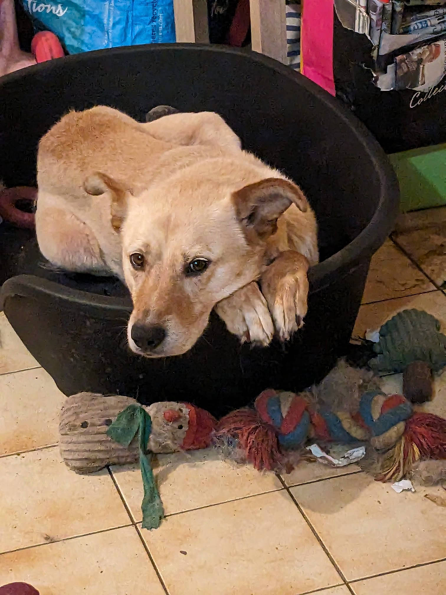 Nouki participe au concours pour gagner de l'argent avec cette photo : canidae, carnivore, chair, companion_dog, dog, dog_breed, dog_clothes, dog_supply, fawn, flooring, fur, guard_dog, pet_supply, retriever, sitting, snout, sporting_group, street_dog, tail, working_animal