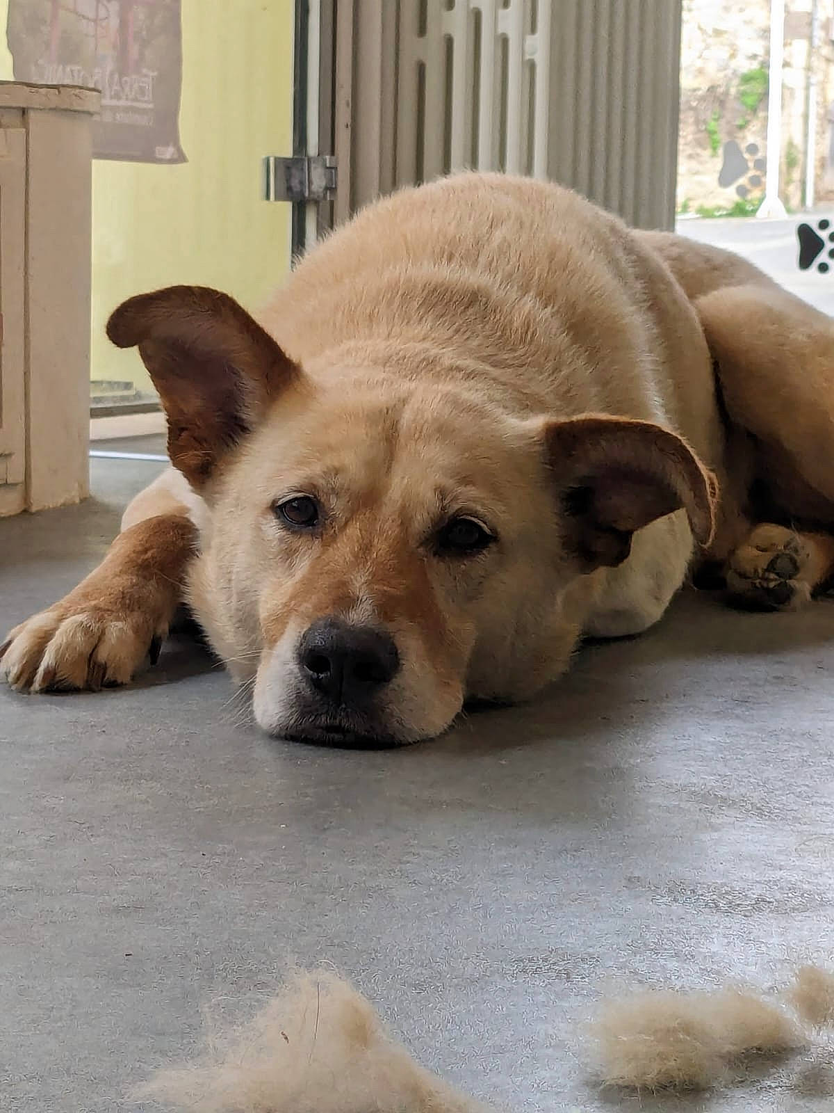 Nouki a rejoint le concours — aidez-le/la à gagner de superbes lots ! canidae, carnivore, collar, companion_dog, dog, dog_breed, dog_supply, door, fawn, flooring, fur, paw, pet_supply, snout, sporting_group, tail, terrestrial_animal, whiskers, window, working_animal