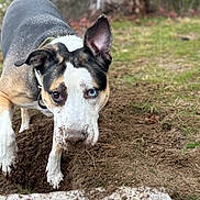 Oden is registered to the contest to win money with this photo: dog, digging, dirt, outdoor, animal, canine, brown, white, black, heterochromia, grass, nature, snout, ears, collar, paw, earth, curious, pet, playful