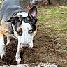 dog, digging, dirt, outdoor, animal, canine, brown, white, black, heterochromia, grass, nature, snout, ears, collar, paw, earth, curious, pet, playful