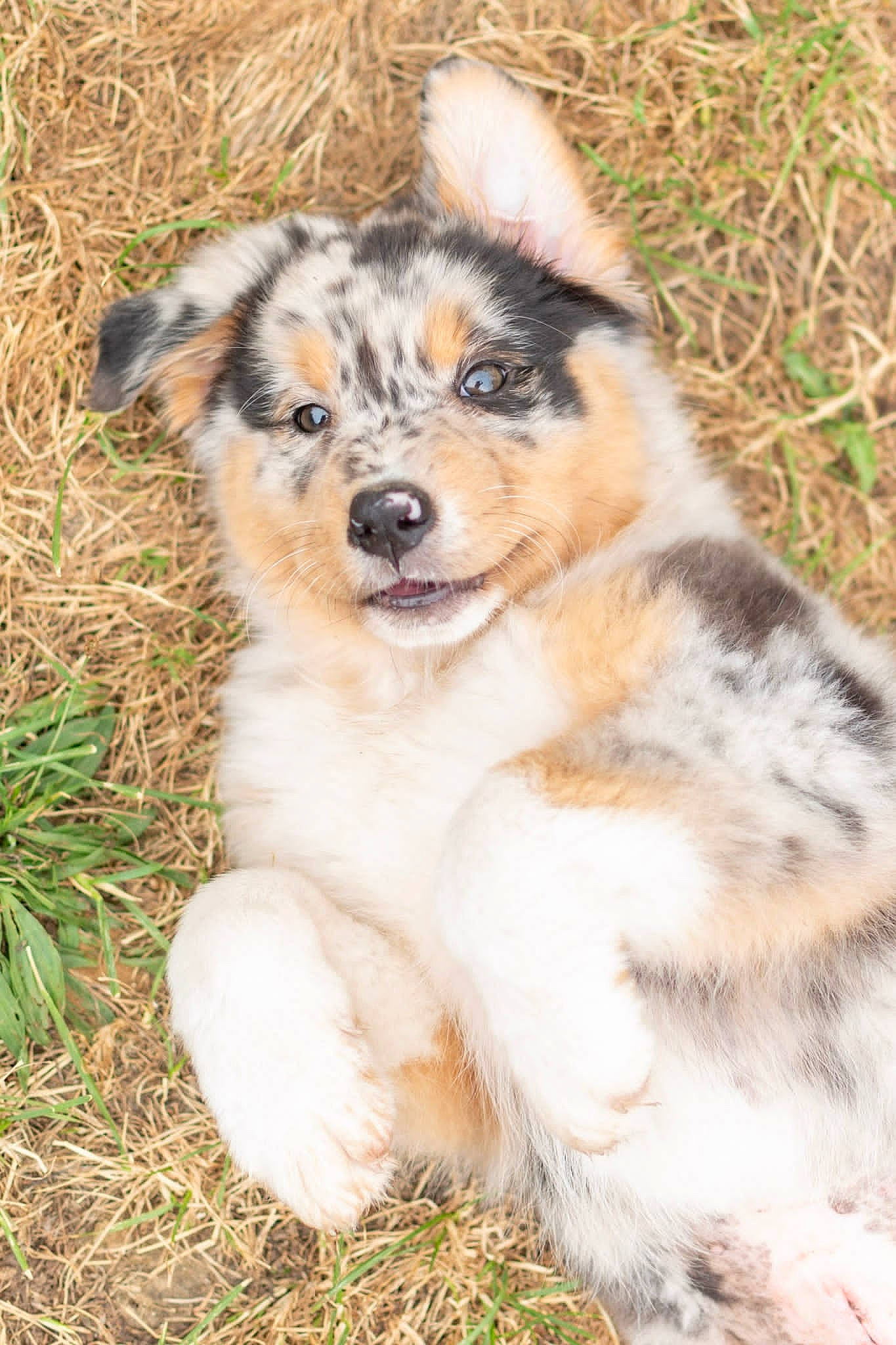 Esmée participe au concours pour gagner de l'argent avec cette photo : ancient_dog_breeds, canidae, carnivore, companion_dog, dog, dog_breed, fawn, fur, grass, herding_dog, plant, puppy, snout, sporting_group, terrestrial_animal, whiskers, wildlife, working_dog