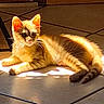 Rouky participe au concours pour gagner de l'argent avec cette photo : cat, kitten, ginger, tabby, sunlight, floor, tile, indoor, pet, animal, whiskers, ears, lying_down, cute, domestic, shadow, light, relaxing, feline, funny_eyes