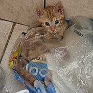 Rouky a rejoint le concours — aidez-le/la à gagner de superbes lots ! kitten, cat, orange_tabby, plastic_bag, floor_tiles, curious, pet, indoor, corner, wide_eyes, young_animal, playful, clutter, whiskers, ears, tail, fur, small, cute, animal