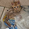 kitten, cat, orange_tabby, plastic_bag, floor_tiles, curious, pet, indoor, corner, wide_eyes, young_animal, playful, clutter, whiskers, ears, tail, fur, small, cute, animal