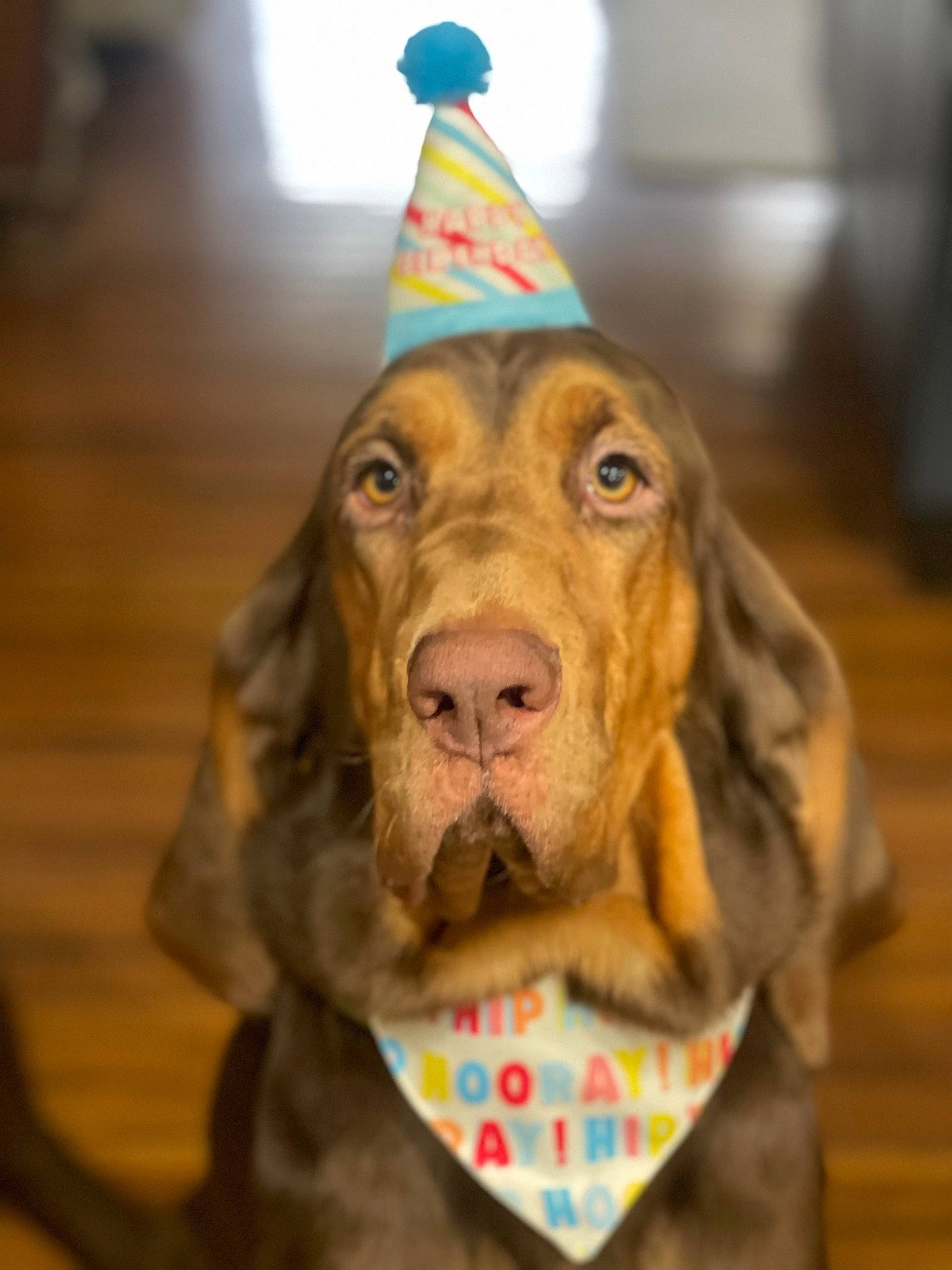 Lady joined the competition — help win amazing prizes! canidae, carnivore, collar, companion_dog, cone, dog, dog_breed, dog_collar, dog_supply, ear, fawn, fun, fur, hunting_dog, liver, party_hat, snout, sporting_group, whiskers, working_animal