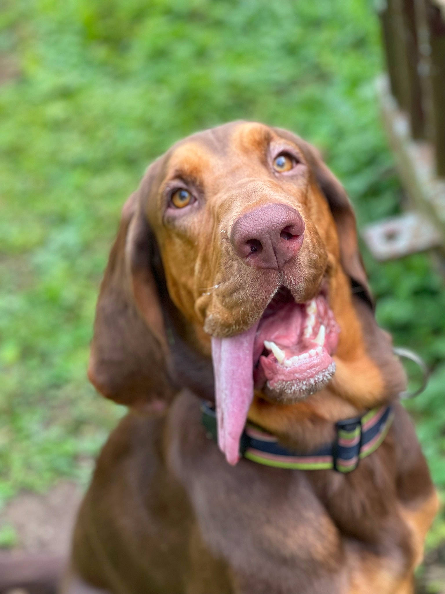 Lady is registered to the contest to win money with this photo: canidae, carnivore, collar, companion_dog, dog, dog_breed, dog_collar, ear, fawn, gun_dog, hound, hunting_dog, liver, snout, sporting_group, whiskers, working_animal, working_dog
