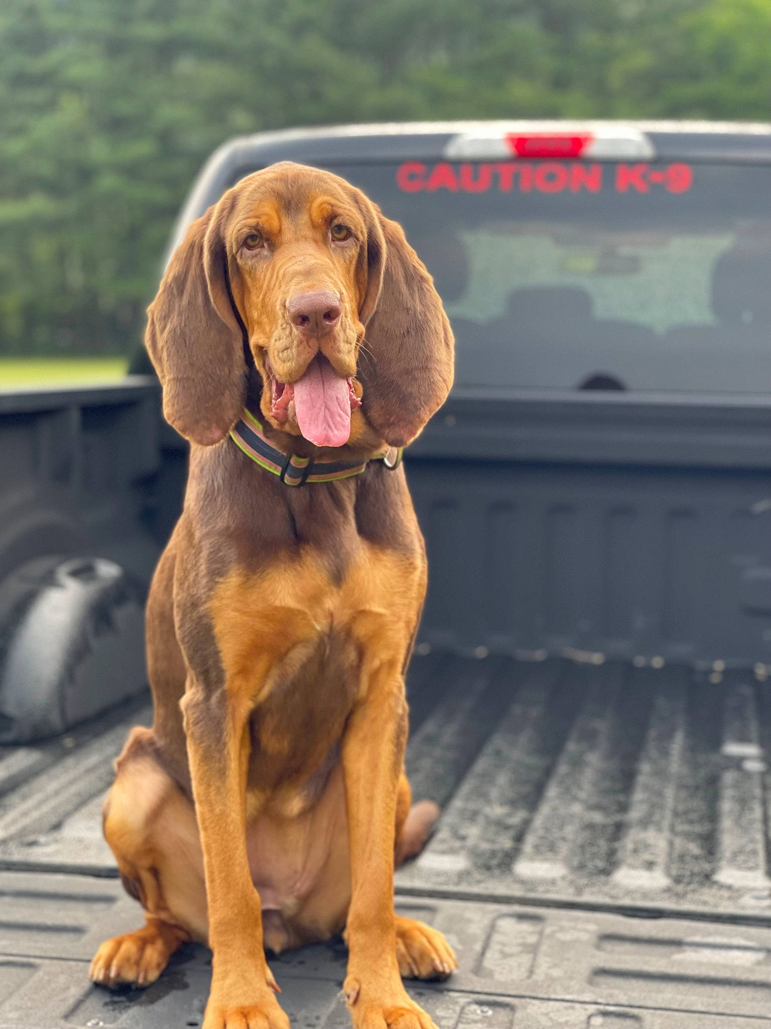 Lady is registered to the contest to win money with this photo: ancient_dog_breeds, canidae, carnivore, collar, companion_dog, dog, dog_breed, dog_collar, fawn, fur, guard_dog, gun_dog, hound, hunting_dog, liver, paw, snout, sporting_group, working_animal, working_dog