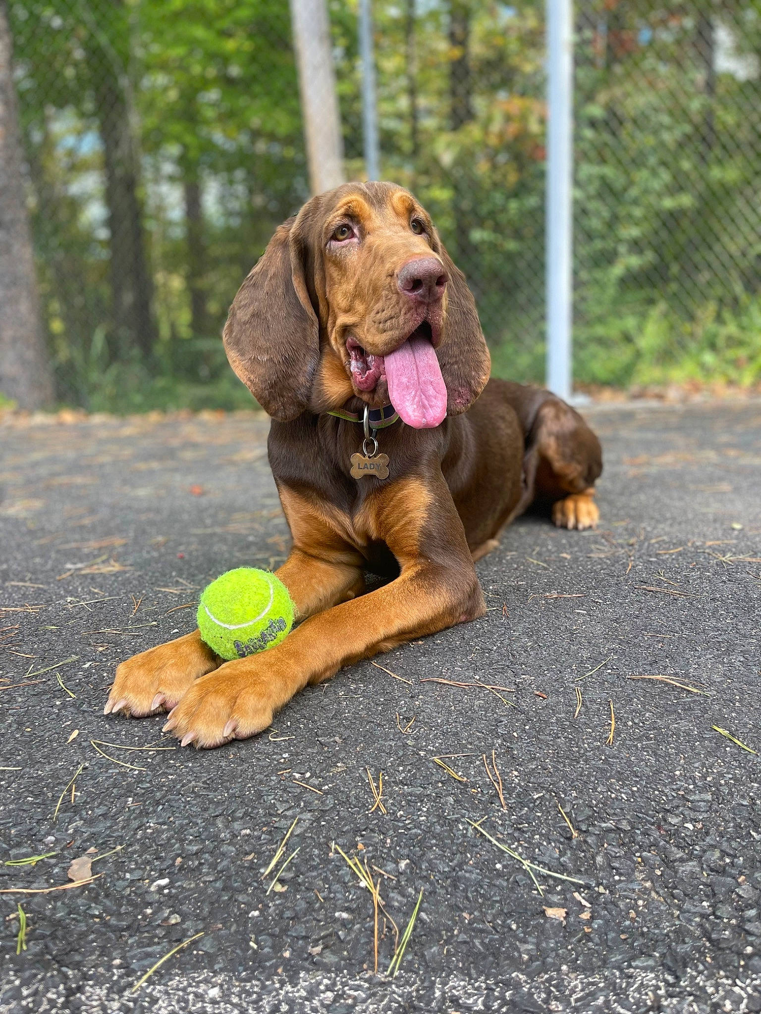 Lady joined the competition — help win amazing prizes! ball, biting, canidae, carnivore, collar, companion_dog, dog, dog_breed, dog_collar, dog_supply, fawn, gun_dog, liver, pet_supply, plant, snout, sporting_group, tennis_ball, tree, working_animal