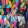 cat, tabby_cat, animal, pet, feline, chair, colorful, pattern, leaf_pattern, fabric, outdoor, relaxing, looking_at_camera, striped, resting, paw, tail, seat, texture, vibrant_colors