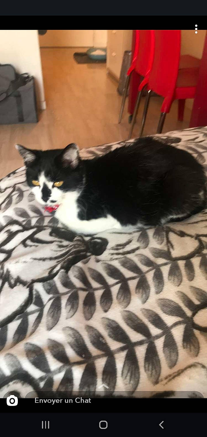 Muscat participe au concours pour gagner de l'argent avec cette photo : american_shorthair, black_cat, carnivore, cat, domestic_short_haired_cat, european_shorthair, felidae, fur, kitten, small_to_medium_sized_cats, tail, whiskers