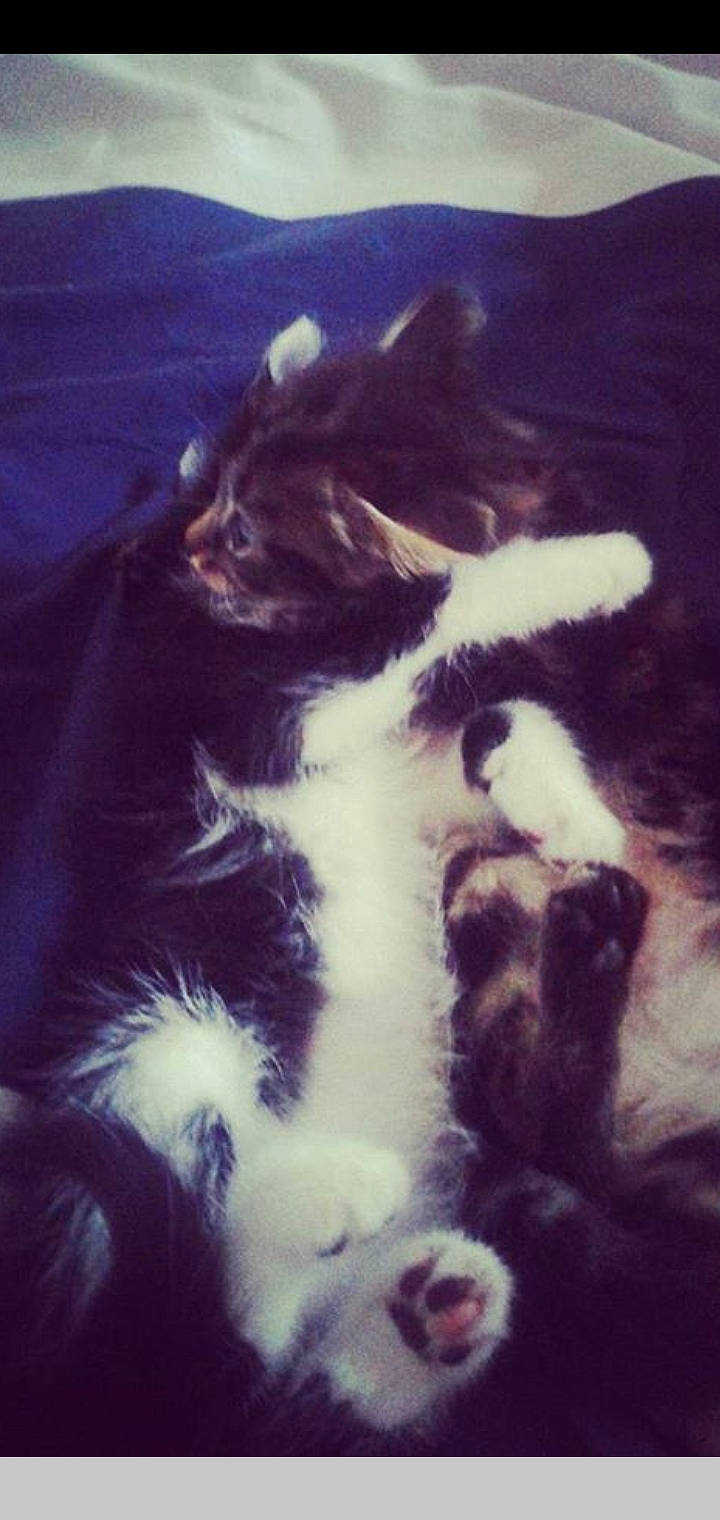 Muscat participe au concours pour gagner de l'argent avec cette photo : black_and_white, carnivore, cat, felidae, fur, kitten, norwegian_forest_cat, sky, small_to_medium_sized_cats, tail, whiskers