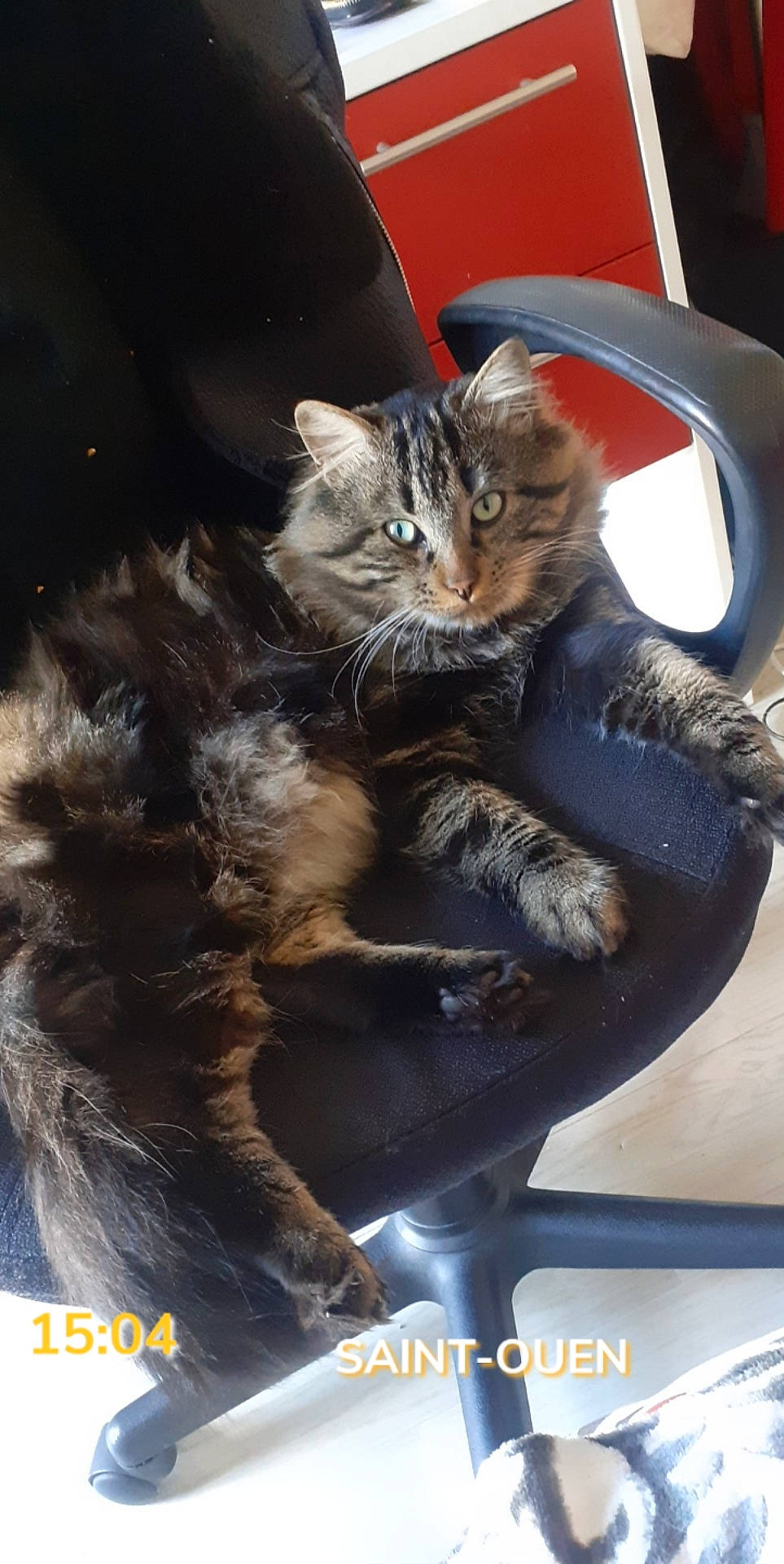 Manzana participe au concours pour gagner de l'argent avec cette photo : carnivore, cat, domestic_short_haired_cat, felidae, kitten, maine_coon, norwegian_forest_cat, photo_caption, small_to_medium_sized_cats, whiskers