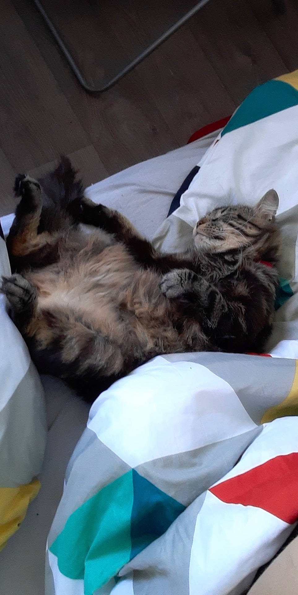 Manzana participe au concours pour gagner de l'argent avec cette photo : carnivore, cat, felidae, nap, norwegian_forest_cat, sleep, small_to_medium_sized_cats