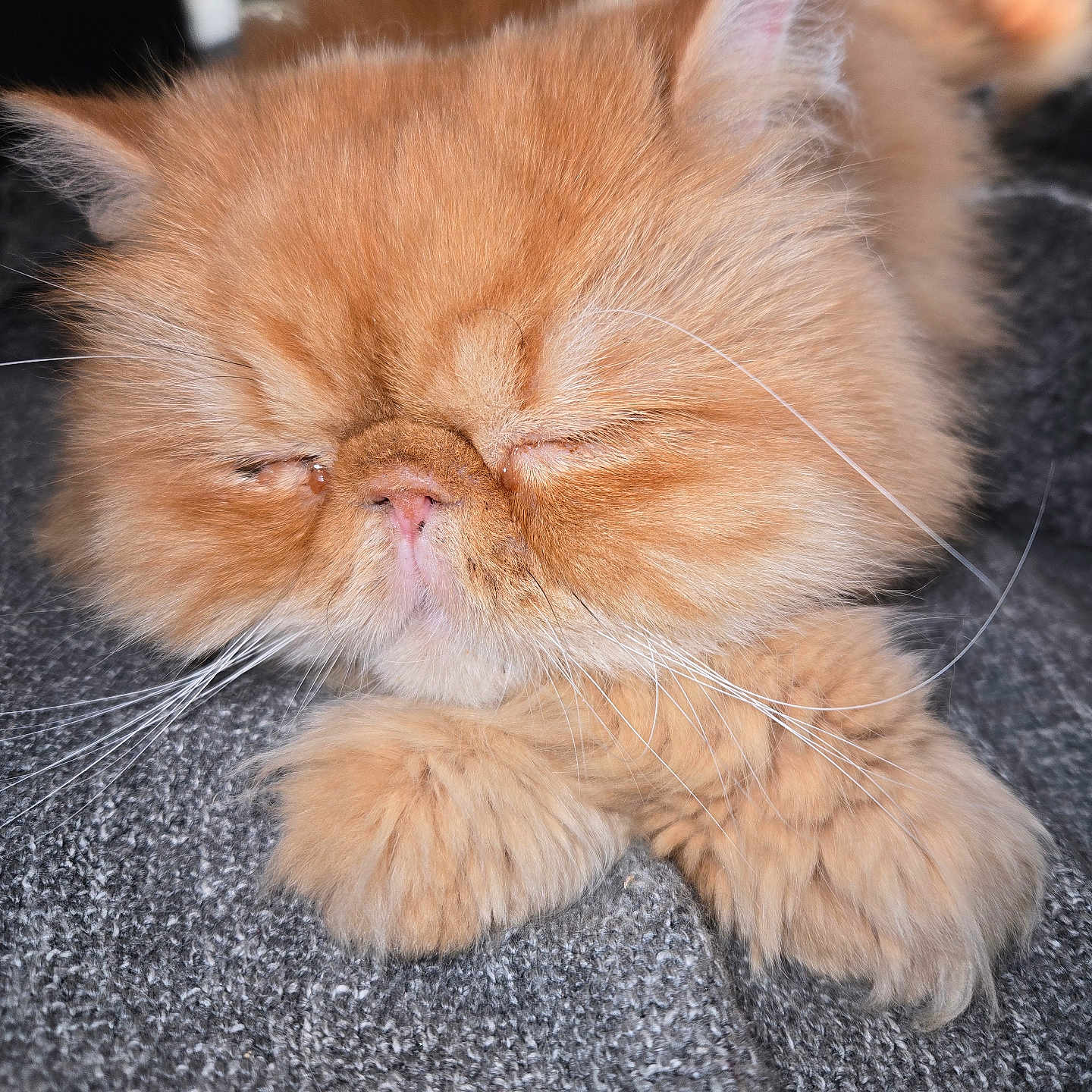 Maïko participe au concours pour gagner de l'argent avec cette photo : cat, orange_cat, persian_cat, fluffy, sleeping, closed_eyes, whiskers, paws, fur, pet, domestic_animal, cute, relaxed, resting, indoor, cozy, animal, mammal, closeup, texture