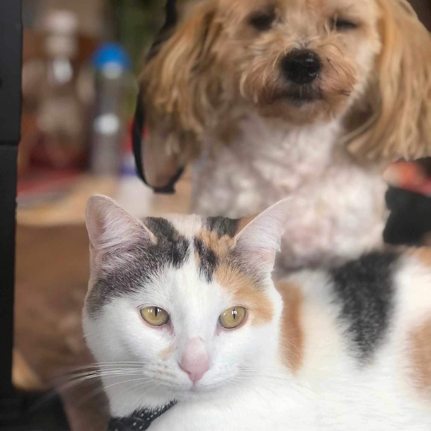 Tyara participe au concours pour gagner de l'argent avec cette photo : accessories, animal, bodypart, canine, cat, cockerspaniel, doctor, dog, hound, indoors, kitten, leash, manx, mouth, person, pet, poodle, puppy, snout, terrier