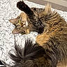 Auset is registered to the contest to win money with this photo: animal, bed, bedding, cat, comfort, cute, feline, fluffy, fur, indoor, pattern, paw, pet, relaxed, resting, sleepy, tabby, tail, whiskers, yellow_eyes