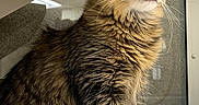 Auset is registered to the contest to win money with this photo: cat, tabby, fluffy, indoor, towel, pet, feline, animal, curious, sitting, soft, cozy, whiskers, ears, fur, portrait, domestic, looking_away, closeup, mammal