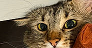 Auset joined the competition — help win amazing prizes! animal, cat, closeup, curious, cute, domestic, ears, expression, eyes, face, feline, fur, indoor, mammal, nose, pet, portrait, resting, tabby, whiskers