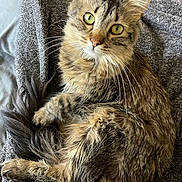 Auset is registered to the contest to win money with this photo: cat, tabby, green_eyes, fluffy, whiskers, fur, curled_up, blanket, gray, cozy, indoor, pet, animal, cute, relaxed, looking_up, soft_lighting, texture, feline, companion