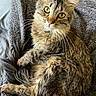 cat, tabby, green_eyes, fluffy, whiskers, fur, curled_up, blanket, gray, cozy, indoor, pet, animal, cute, relaxed, looking_up, soft_lighting, texture, feline, companion