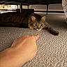 Auset is registered to the contest to win money with this photo: animal, bed_frame, carpet, cat, claw, closeup, curious, eyes, feline, floor, fur, human_hand, indoor, paw, pet, pointing, resting, tabby, under_bed, whiskers