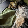 Auset is registered to the contest to win money with this photo: cat, sleeping, tabby, fluffy, fur, laptop, keyboard, blanket, green, cozy, indoor, pet, resting, closeup, animal, whiskers, cute, relaxation, soft_light, nap