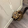 Auset joined the competition — help win amazing prizes! cat, tabby, fluffy, playful, wood_floor, corner, indoor, pet, feline, curious, string, ribbon, brown, animal, whiskers, ears, tail, mouth_open, looking_up, paw